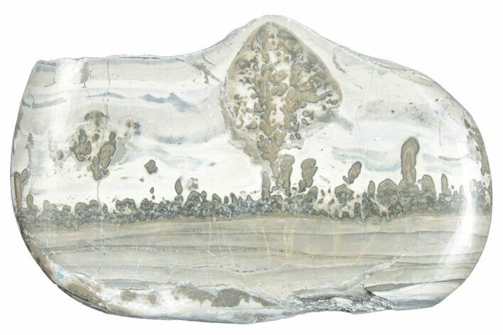 Triassic Aged Stromatolite Fossil - England #285784